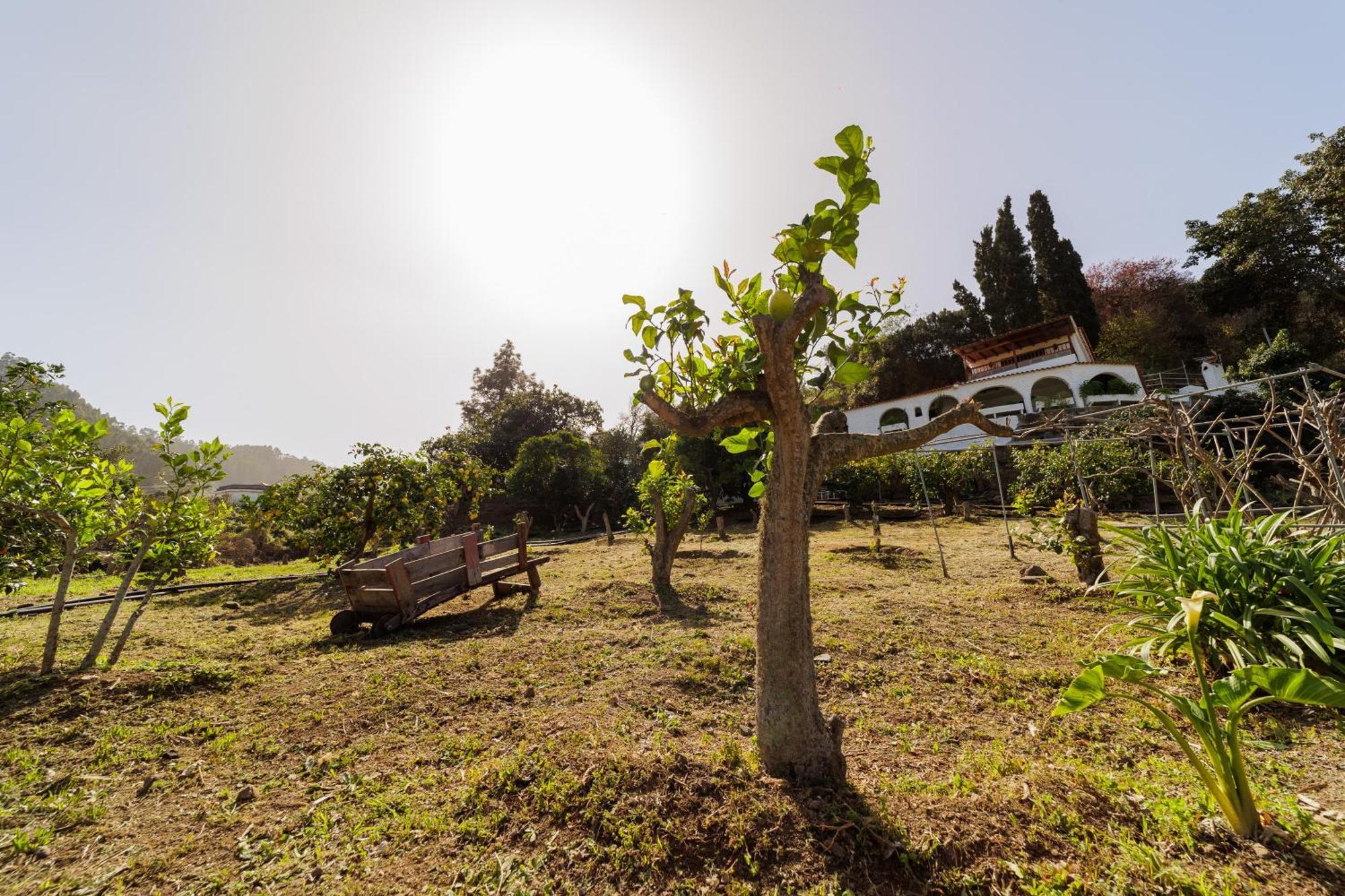 Finca Los Arcos Del Laurel Moya  Extérieur photo