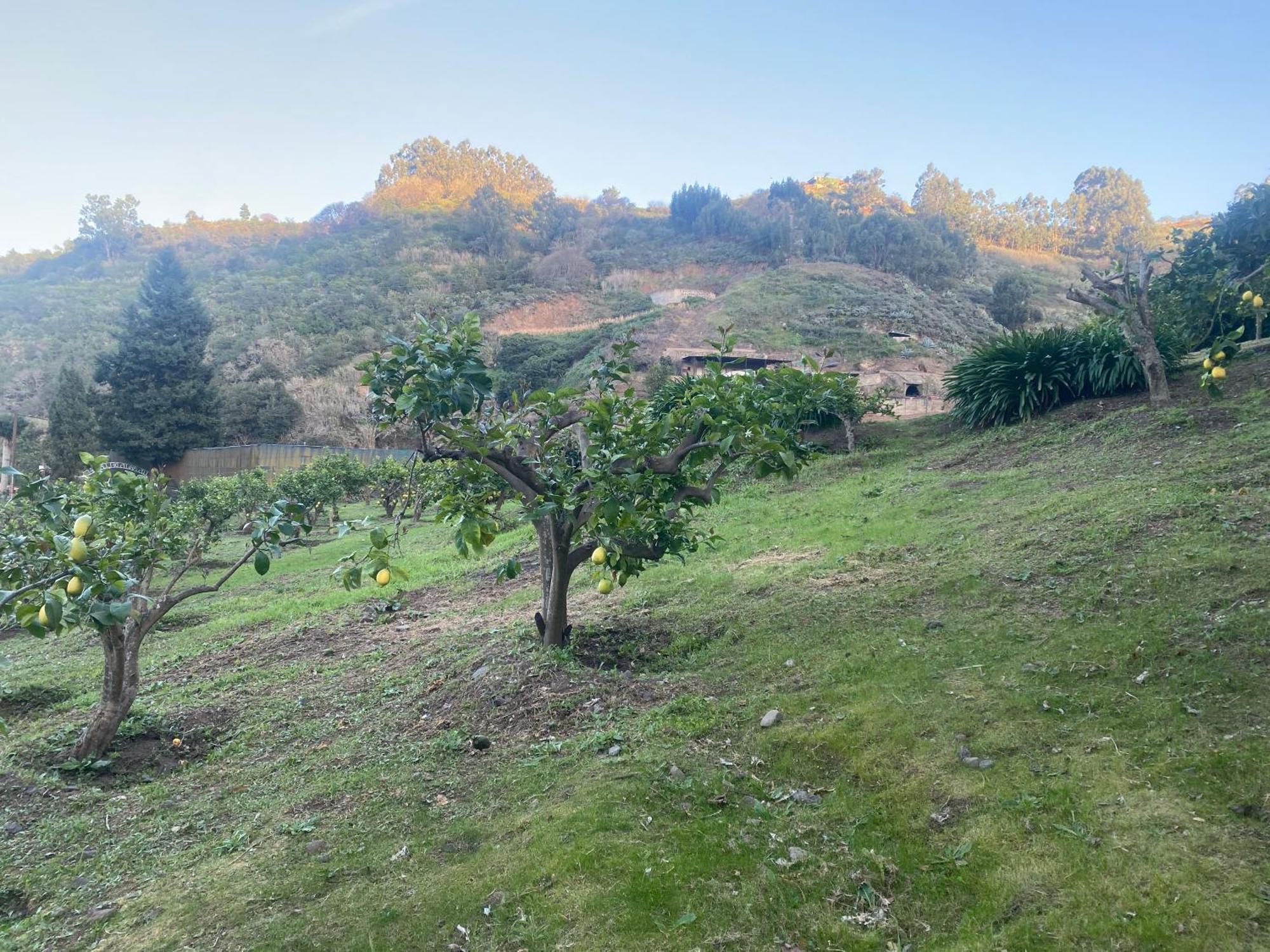 Finca Los Arcos Del Laurel Moya  Extérieur photo