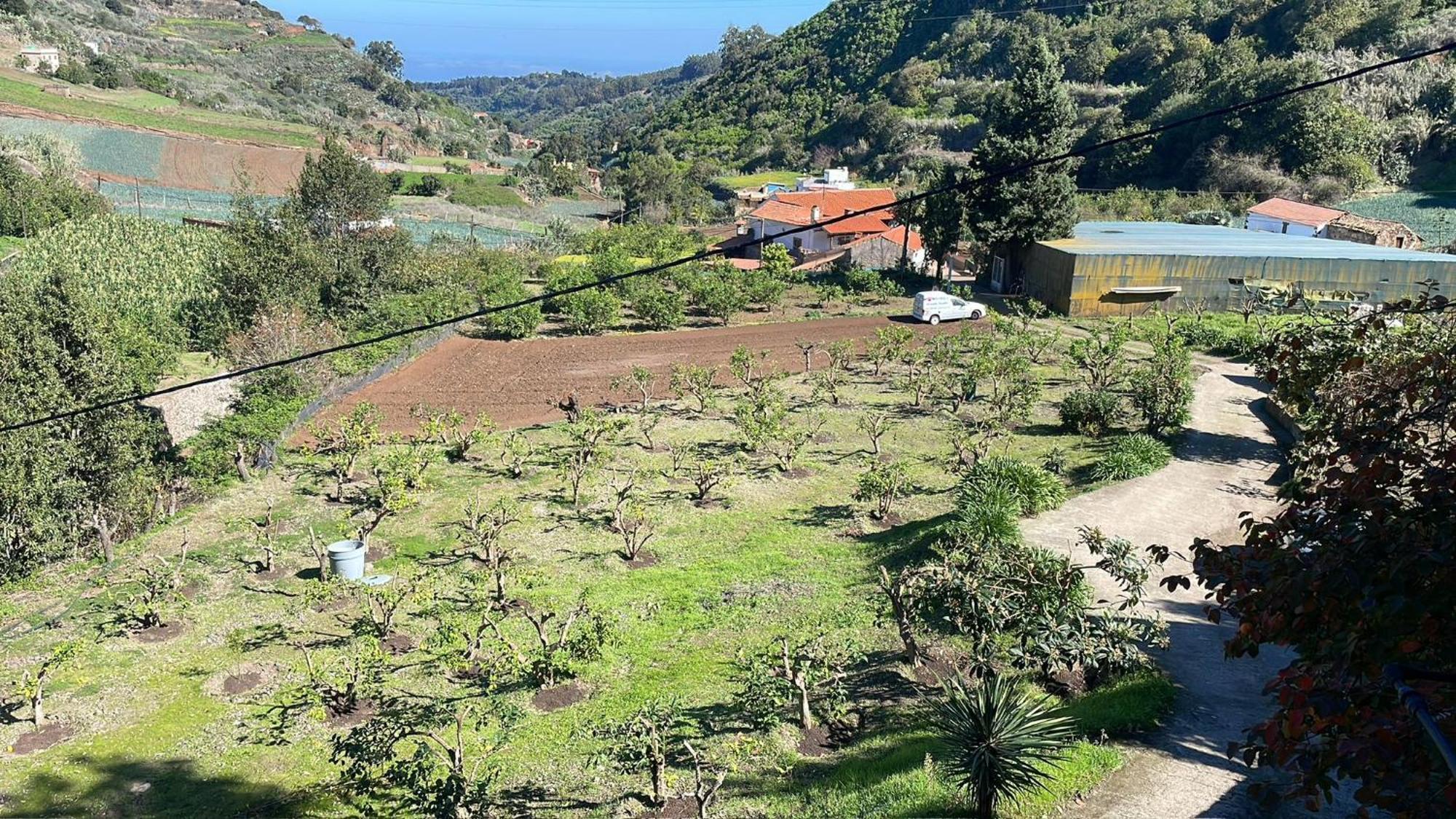 Finca Los Arcos Del Laurel Moya  Extérieur photo