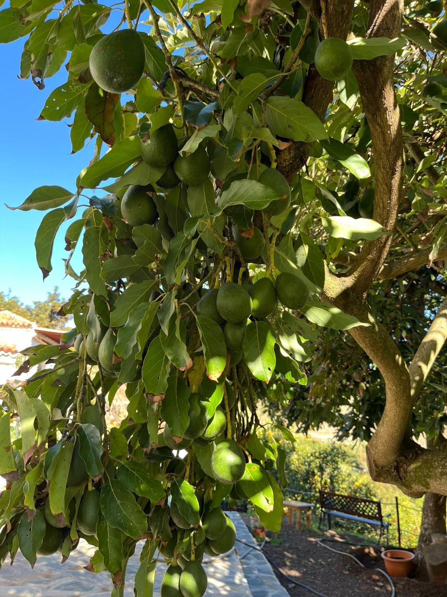 Finca Los Arcos Del Laurel Moya  Extérieur photo
